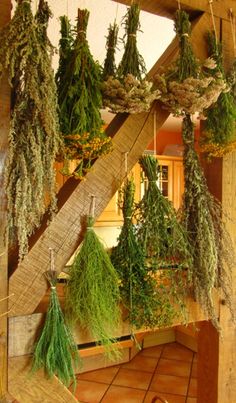 herbs hanging from the ceiling in a kitchen