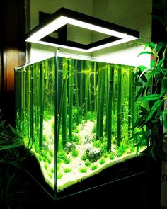 an aquarium filled with green plants and water