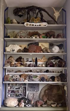 several shelves filled with different types of rocks and other items in a white walled room