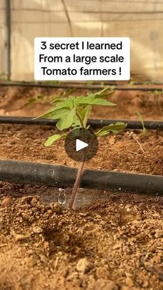 there is a small plant growing out of the ground with words above it that read, 3 secret i learned from a large scale tomato farmers