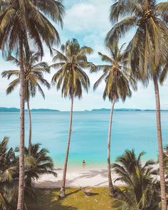 palm trees line the beach as a person parasails in the water behind them