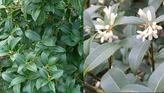 two pictures of green leaves and flowers in the same photo, one has white flowers on it