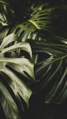 large green leaves are shown in the dark