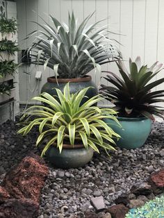 three potted plants sitting on top of rocks