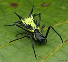 a black and yellow insect sitting on top of a green leaf