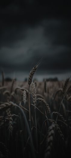 a wheat field with dark clouds in the background and some grain still on the stalk