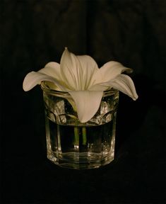 a white flower in a glass vase on a black table top with water and ice cubes