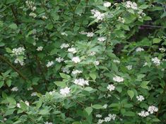 some white flowers and green leaves on a tree