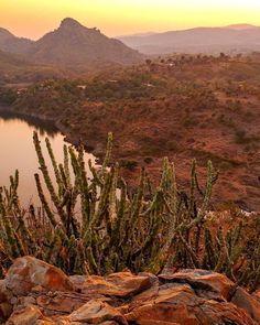 cactus plants are growing on the side of a hill overlooking a body of water with mountains in the background