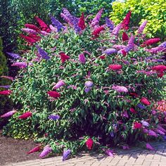 purple flowers are blooming in the garden next to a brick path and shrubbery