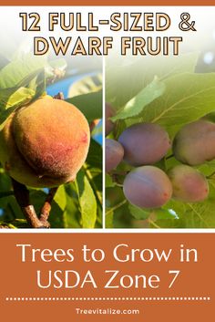 trees to grow in usa zone 7 - 12 full - sized and dwarfed fruit