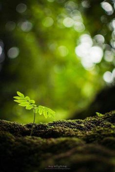 a small green plant sprouts from the mossy ground in front of trees