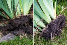 two pictures of grass and dirt in the ground