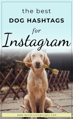 the best dog hashtags for instagram and how to use them on social media