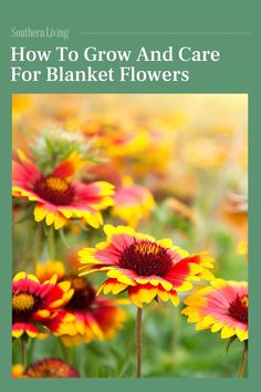 yellow and red flowers with the title how to grow and care for blanketflowers