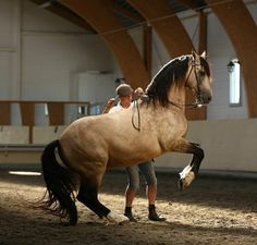 a woman holding the reins of a brown horse in an indoor arena with another person standing next to it