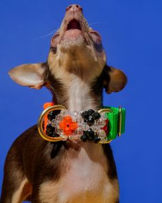 a small dog with its mouth open wearing a colorful collar and beads on it's neck