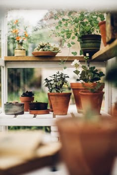 there are many potted plants on the shelf