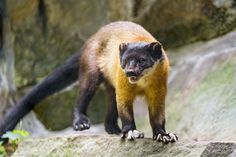 a small animal standing on top of a rock