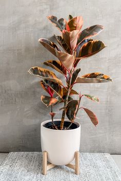 Ficus Rubber Plant 'Ruby' Variegated Ficus, Wholesale Plants, Plant Goals, Ficus Elastica, Inside Plants, Rubber Plant, Growing Plants Indoors, Best Indoor Plants, Bathroom Plants