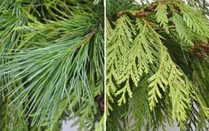 two pictures of green leaves and needles on a pine tree, one with brown tips