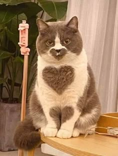 a grey and white cat sitting on top of a wooden table next to a plant