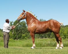 a man standing next to a brown horse on top of a lush green grass covered field