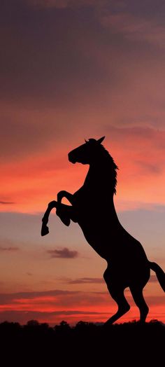 the silhouette of a horse is shown at sunset