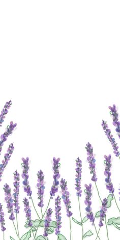 purple flowers are in front of a white background with an empty space for the text