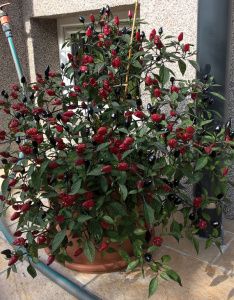 a potted plant with red berries and green leaves on the side of a building