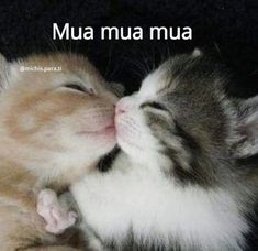 two kittens are cuddling together with each other and the caption reads mua nua mua