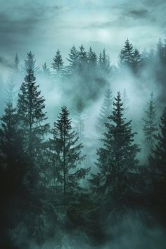 Misty foggy forest, fir mountains, natural mist landscape, dark woods view, mystery clouds on pine trees stock images Foggy Woods Painting, Misty Forest Painting, Misty Pine Forest, Mist Landscape, Foggy Woods, Mist Forest, Foggy Trees, Misty Trees, Misty Woods