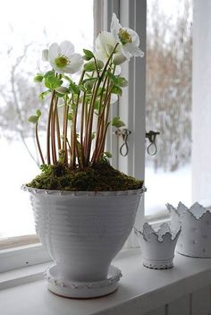 a potted plant sitting on top of a window sill