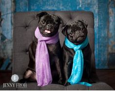 two black pug dogs wearing scarves and sitting on a gray chair in front of a blue wall