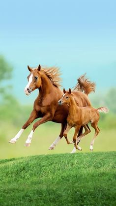 two brown horses are running in the grass