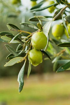 green olives growing on an olive tree with the caption egyptian magic all purpose skin cream