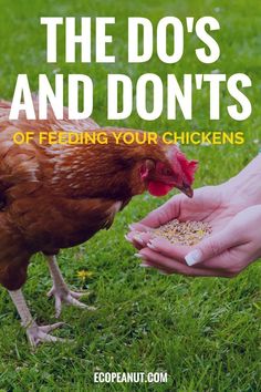 a person feeding a chicken with the words, the dos and don'ts of feeding your chickens