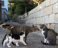 two cats are playing with each other on the street near a stone wall and cobblestone walkway