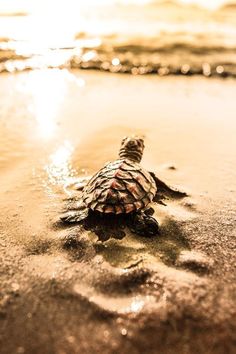 a small turtle is walking on the beach