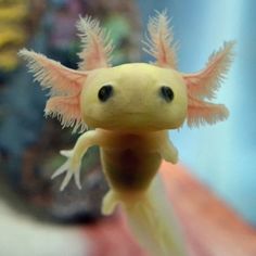 a close up of a small yellow and pink animal with long, thin hair on it's head