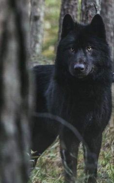 a black dog standing in the woods next to some tree trunks and looking at the camera