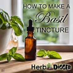 Basil offers various applications that can enhance your daily life. This article explores how to use basil and its compounds in aromatherapy and in practical uses like making salves, tinctures and mouthwash. Basil Tincture Recipe, Holy Basil Tincture, Basil Tincture Benefits, Making Salves, Basil Tincture, Pruning Basil, Basil Tea, Dried Basil Leaves