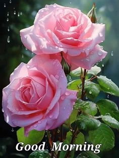 two pink roses with the words good morning on it and water drops falling from them