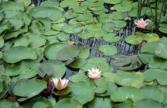 water lilies are blooming in the pond