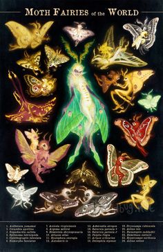 an image of moths and other animals on a black background with the words moth fairies of the world