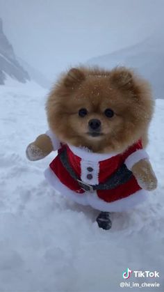 a small brown dog dressed in a red and white outfit standing in the snow with its paws out