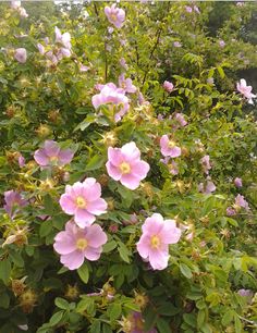 pink flowers blooming in the middle of a bush with lots of green leaves on it