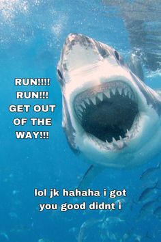 a great white shark with its mouth open and the caption run get out of the way