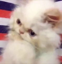 a small white dog sitting on top of an american flag