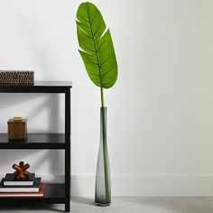 a large green leaf in a tall glass vase next to a bookshelf on a white wall